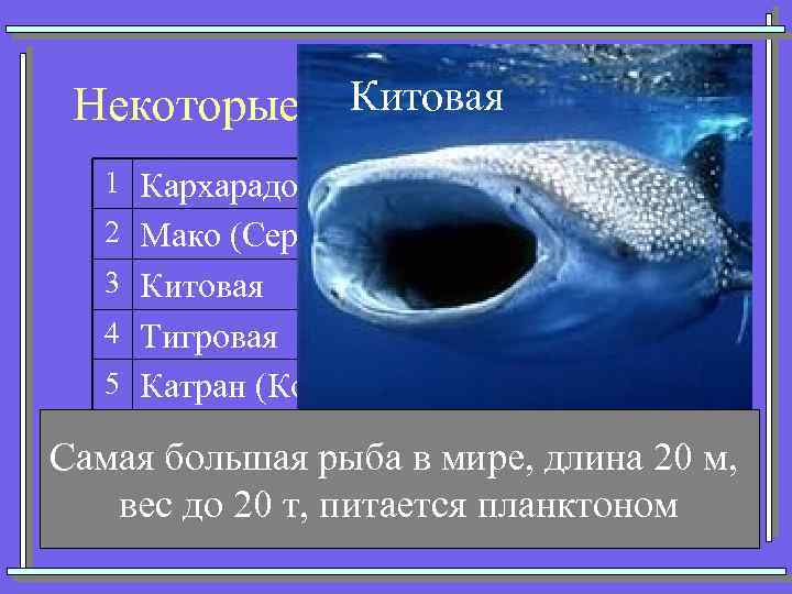 Китовая Некоторые представители акул 1 Кархарадон (Большая белая) 2 Мако (Серо-голубая) 3 Китовая 4