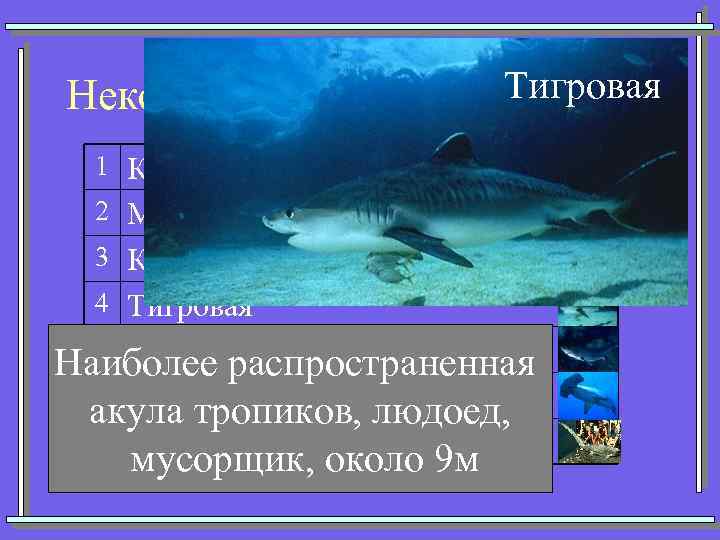 Тигровая Некоторые представители акул 1 Кархарадон (Большая белая) 2 Мако (Серо-голубая) 3 Китовая 4