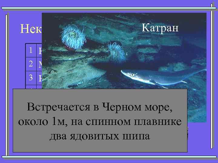 Катран Некоторые представители акул 1 Кархарадон (Большая белая) 2 Мако (Серо-голубая) 3 Китовая 4