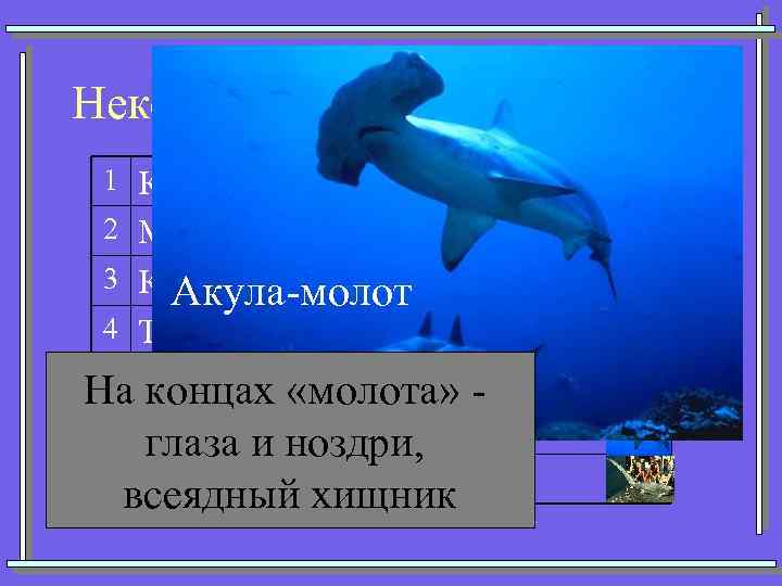 Некоторые представители акул 1 Кархарадон (Большая белая) 2 Мако (Серо-голубая) 3 Китовая Акула-молот 4