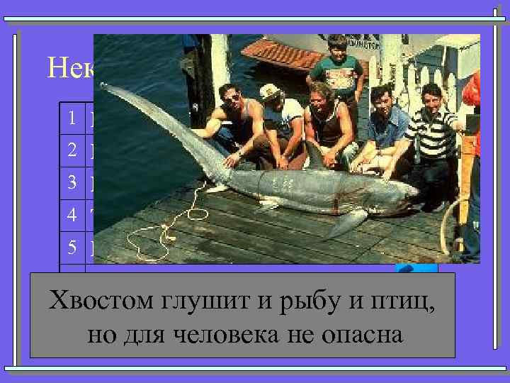 Некоторые представители акул 1 Кархарадон (Большая белая) 2 Мако (Серо-голубая) 3 Китовая 4 Тигровая