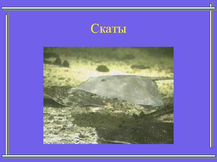 Скаты 