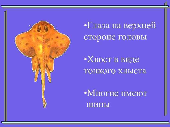  • Глаза на верхней стороне головы • Хвост в виде тонкого хлыста •