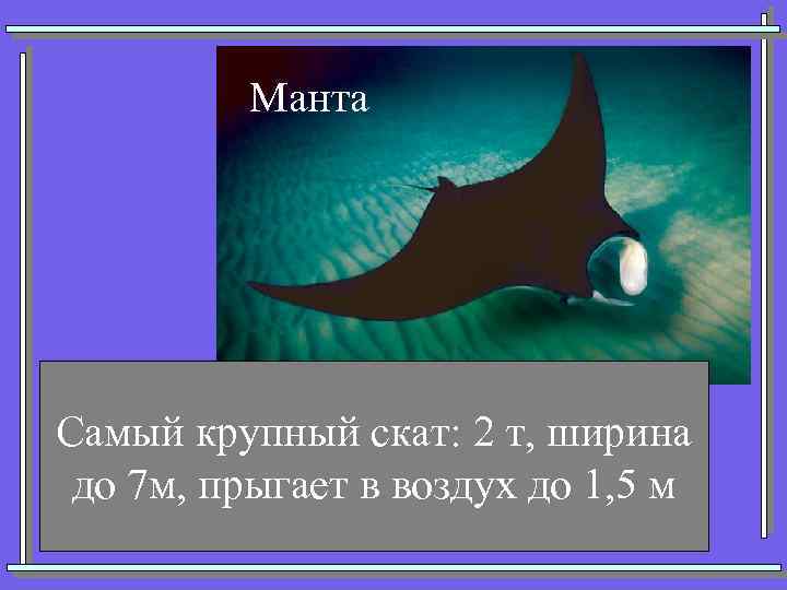 Манта Самый крупный скат: 2 т, ширина до 7 м, прыгает в воздух до