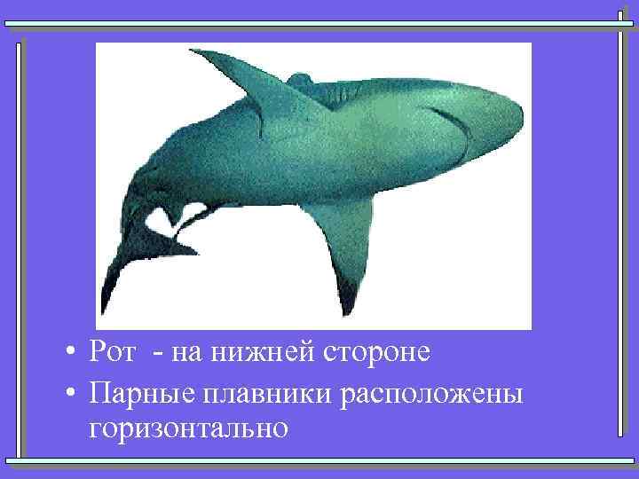  • Рот - на нижней стороне • Парные плавники расположены горизонтально 