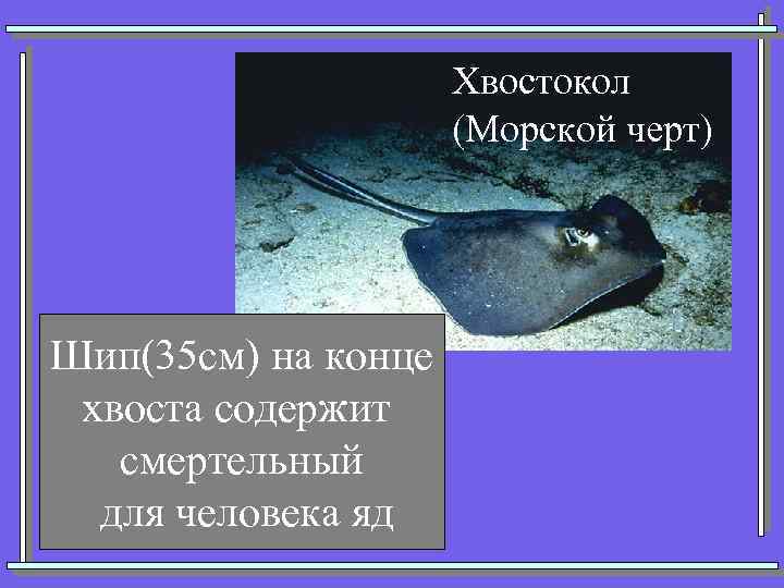 Хвостокол (Морской черт) Шип(35 см) на конце хвоста содержит смертельный для человека яд 