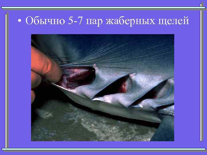  • Обычно 5 -7 пар жаберных щелей 