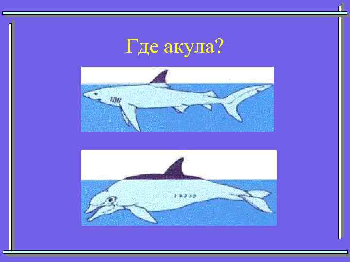 Где акула? 