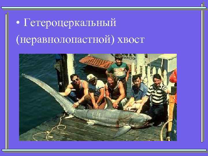  • Гетероцеркальный (неравнолопастной) хвост 