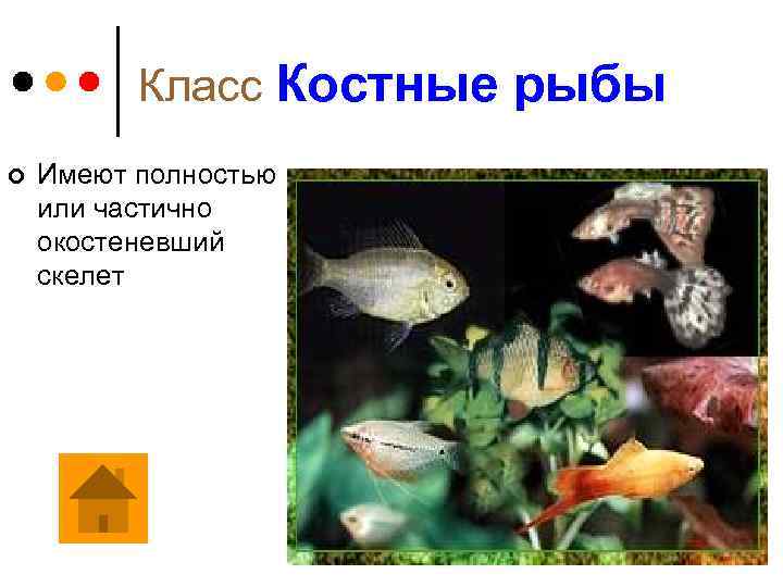 Класс Костные рыбы ¢ Имеют полностью или частично окостеневший скелет 