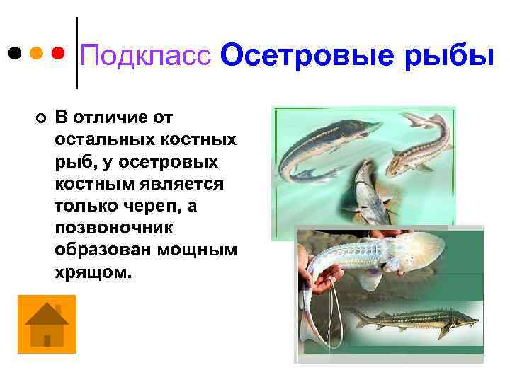 Подкласс Осетровые рыбы ¢ В отличие от остальных костных рыб, у осетровых костным является