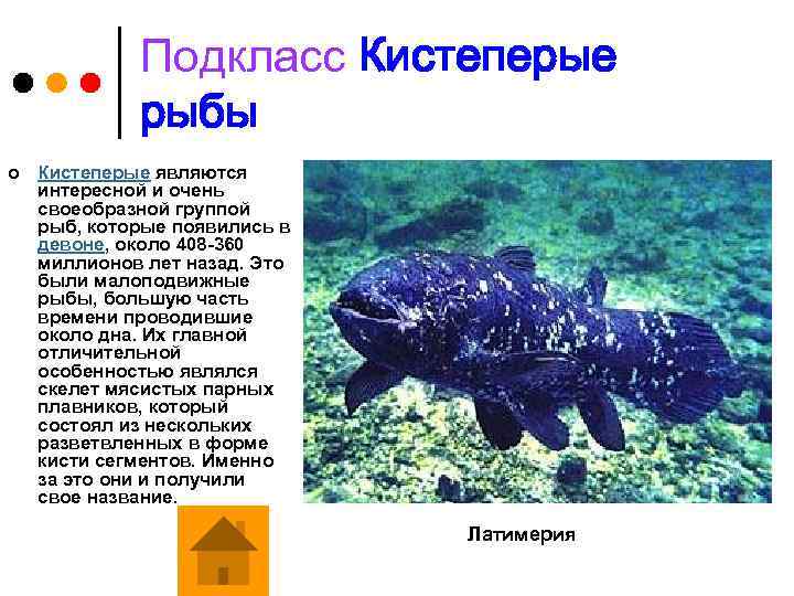 Подкласс Кистеперые рыбы ¢ Кистеперые являются интересной и очень своеобразной группой рыб, которые появились