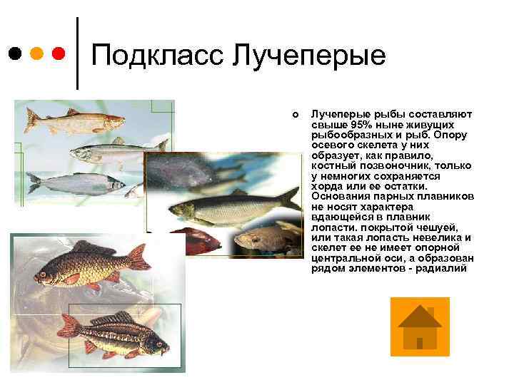 Подкласс Лучеперые ¢ Лучеперые рыбы составляют свыше 95% ныне живущих рыбообразных и рыб. Опору