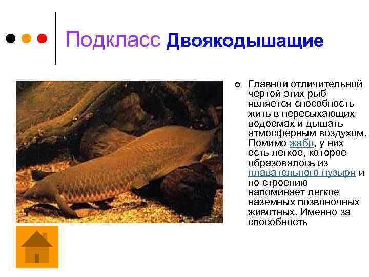 Подкласс Двоякодышащие ¢ Главной отличительной чертой этих рыб является способность жить в пересыхающих водоемах