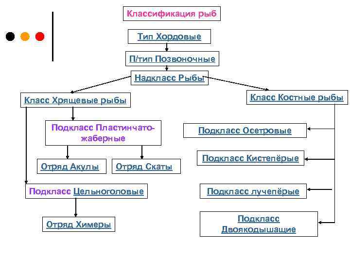 Классификация рыб Тип Хордовые П/тип Позвоночные Надкласс Рыбы Класс Хрящевые рыбы Подкласс Пластинчатожаберные Отряд