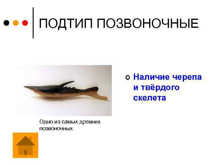 ПОДТИП ПОЗВОНОЧНЫЕ ¢ Одно из самых древних позвоночных Наличие черепа и твёрдого скелета 