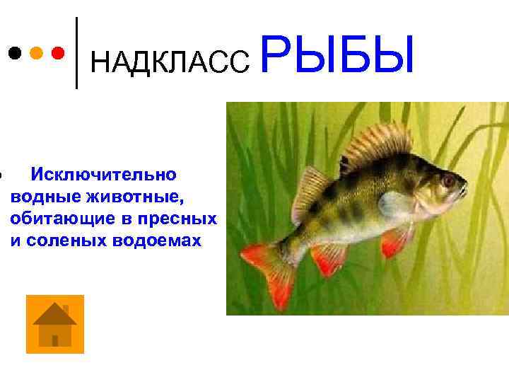 ¢ НАДКЛАСС Исключительно водные животные, обитающие в пресных и соленых водоемах РЫБЫ 