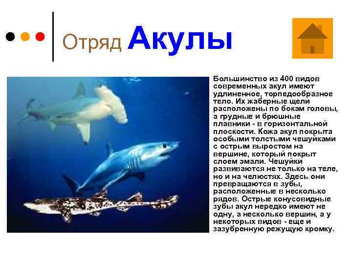 Отряд Акулы ¢ Большинство из 400 видов современных акул имеют удлиненное, торпедообразное тело. Их