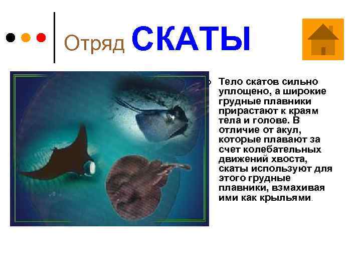 Отряд СКАТЫ ¢ Тело скатов сильно уплощено, а широкие грудные плавники прирастают к краям