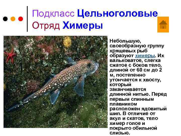 Подкласс Цельноголовые Отряд Химеры ¢ Небольшую, своеобразную группу хрящевых рыб образуют химеры. Их вальковатое,