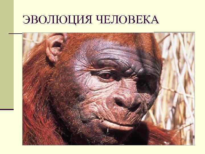 ЭВОЛЮЦИЯ ЧЕЛОВЕКА 
