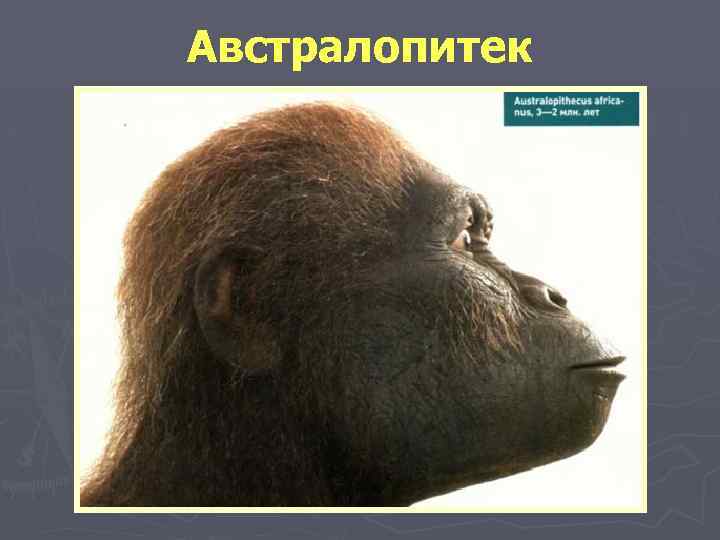 Австралопитек 