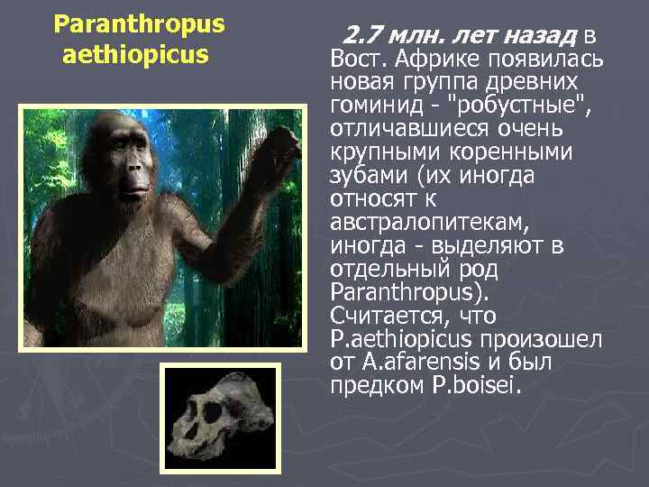Paranthropus aethiopicus 2. 7 млн. лет назад в Вост. Африке появилась новая группа древних