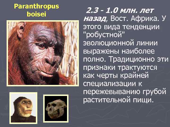 Paranthropus boisei 2. 3 - 1. 0 млн. лет назад, Вост. Африка. У этого