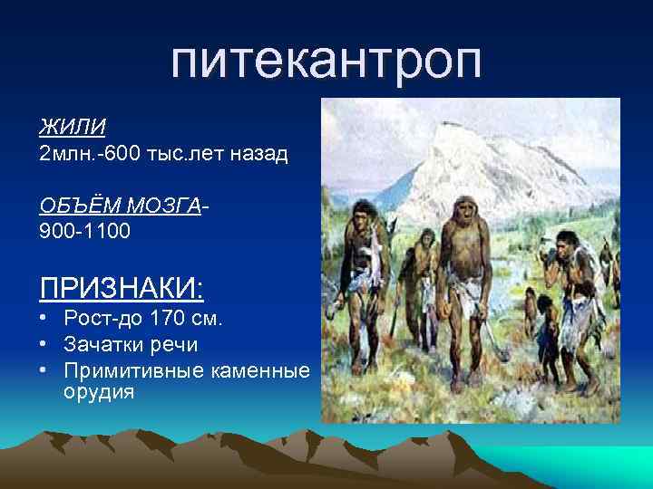 питекантроп ЖИЛИ 2 млн. -600 тыс. лет назад ОБЪЁМ МОЗГА- 900 -1100 ПРИЗНАКИ: •
