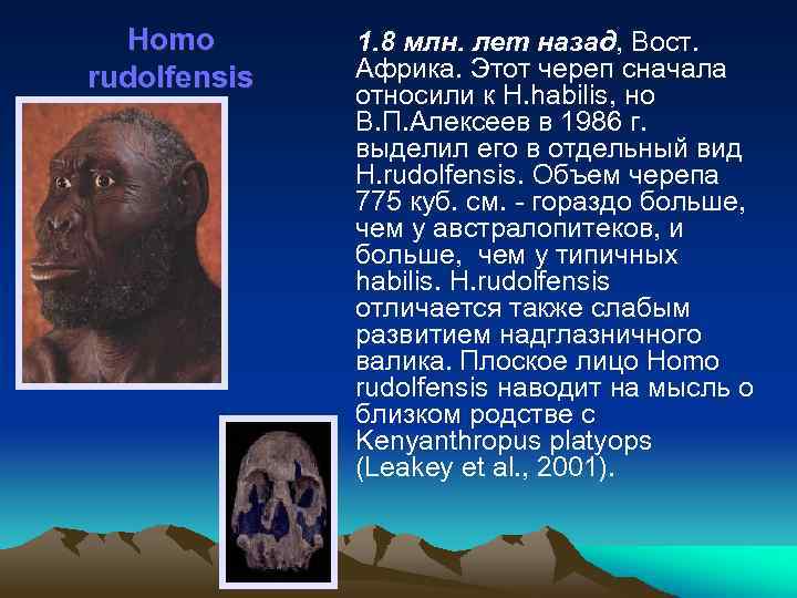 Homo rudolfensis 1. 8 млн. лет назад, Вост. Африка. Этот череп сначала относили к