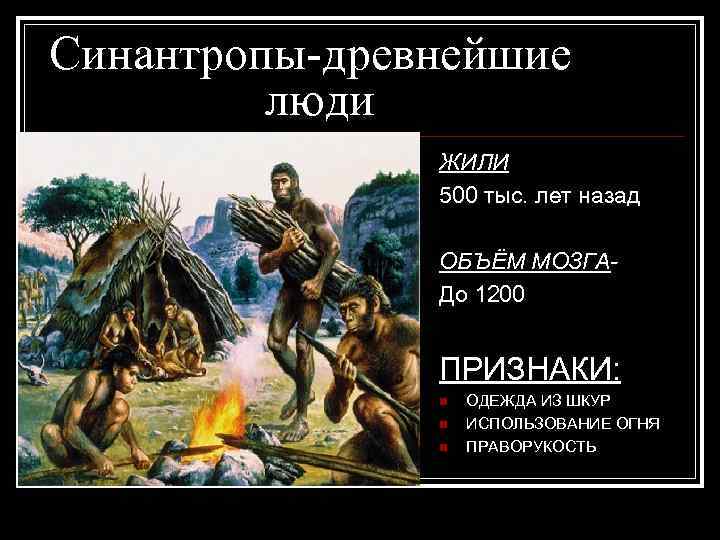Синантропы-древнейшие люди ЖИЛИ 500 тыс. лет назад ОБЪЁМ МОЗГА- До 1200 ПРИЗНАКИ: n n
