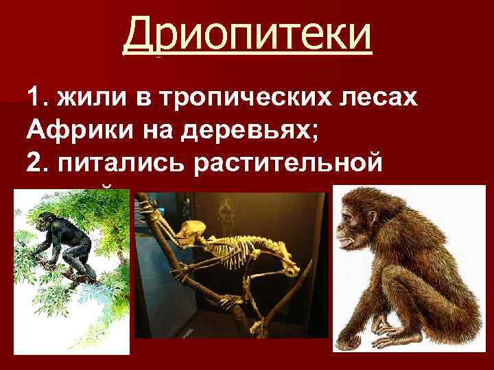 Дриопитеки 1. жили в тропических лесах Африки на деревьях; 2. питались растительной пищей 