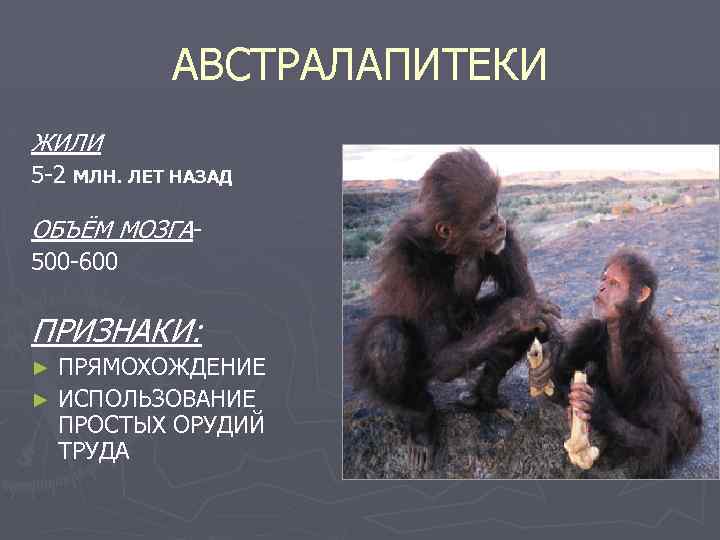 АВСТРАЛАПИТЕКИ ЖИЛИ 5 -2 МЛН. ЛЕТ НАЗАД ОБЪЁМ МОЗГА 500 -600 ПРИЗНАКИ: ПРЯМОХОЖДЕНИЕ ►