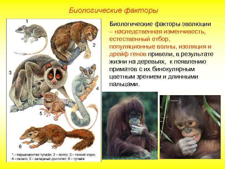 Биологические факторы эволюции – наследственная изменчивость, естественный отбор, популяционные волны, изоляция и дрейф генов