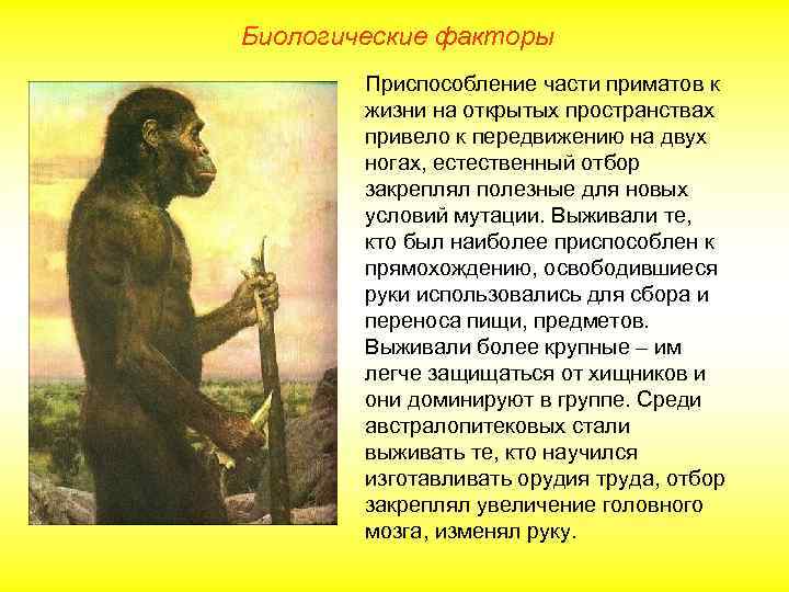 Биологические факторы Приспособление части приматов к жизни на открытых пространствах привело к передвижению на