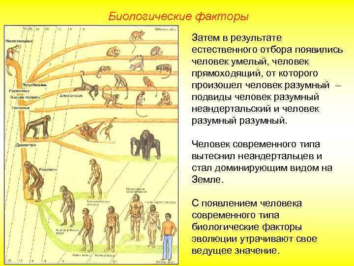 Биологические факторы Затем в результате естественного отбора появились человек умелый, человек прямоходящий, от которого