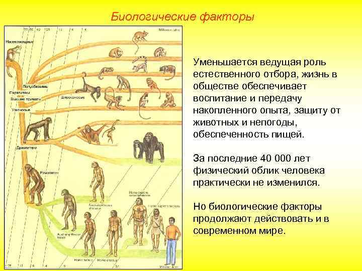 Биологические факторы Уменьшается ведущая роль естественного отбора, жизнь в обществе обеспечивает воспитание и передачу