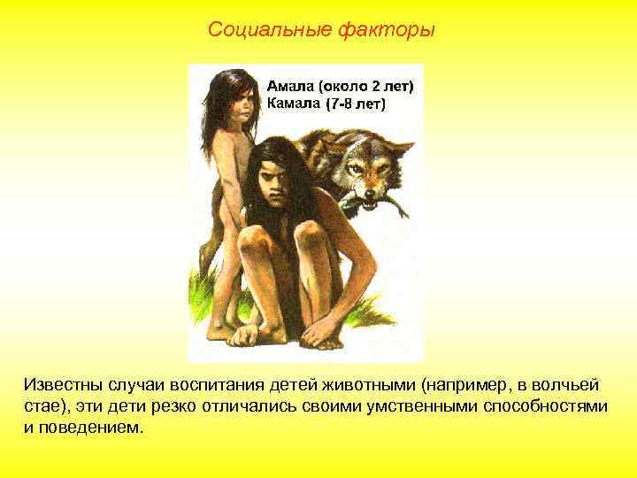Социальные факторы Известны случаи воспитания детей животными (например, в волчьей стае), эти дети резко
