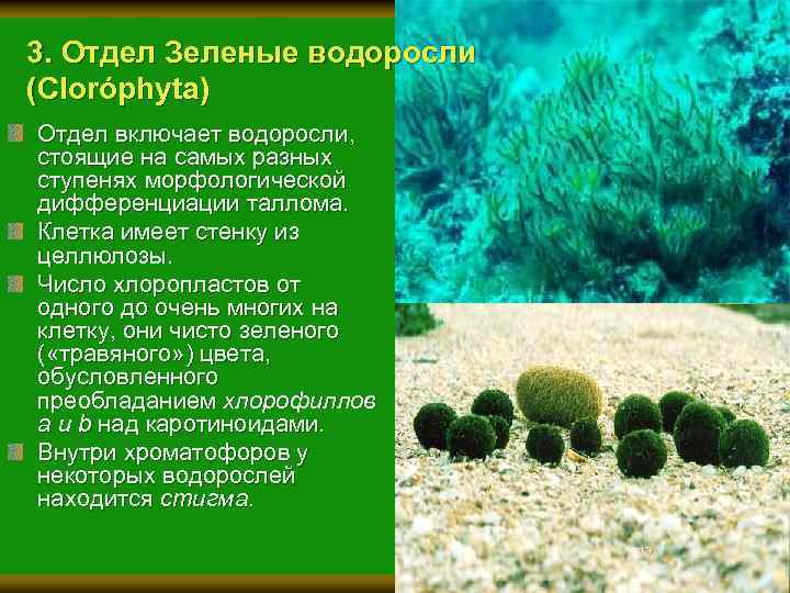 3. Отдел Зеленые водоросли (Cloróphyta) Отдел включает водоросли, стоящие на самых разных ступенях морфологической