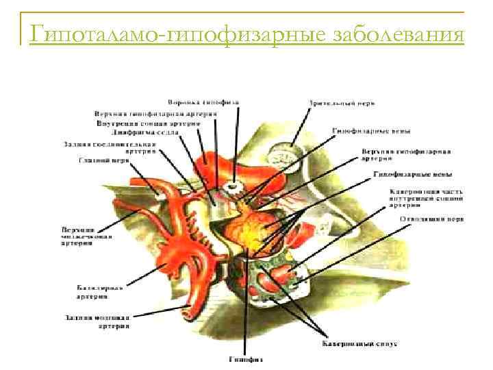 Гипоталамо-гипофизарные заболевания 