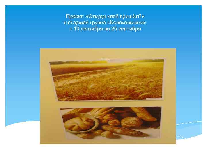 Проект: «Откуда хлеб пришёл? » в старшей группе «Колокольчики» с 19 сентября по 25
