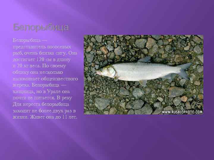 Белорыбица — представитель лососевых рыб, очень близка сигу. Она достигает 120 см в длину