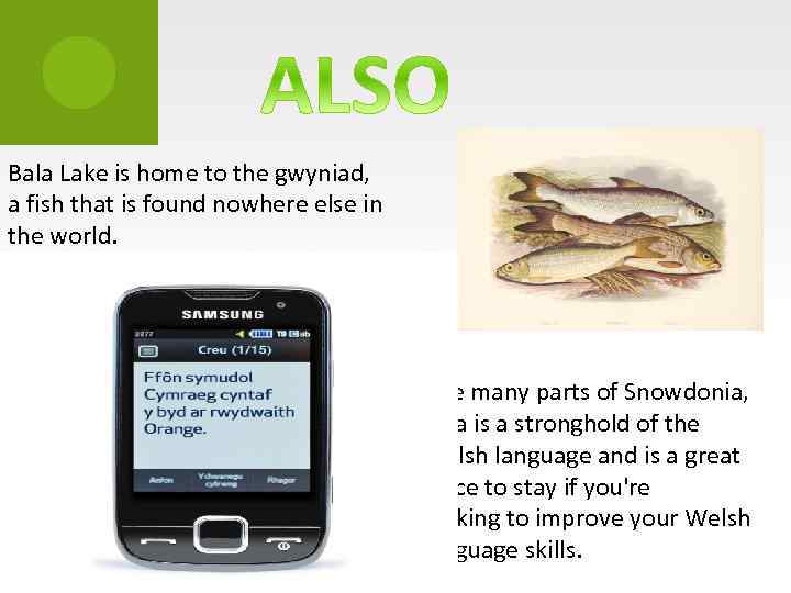 Bala Lake is home to the gwyniad, a fish that is found nowhere else