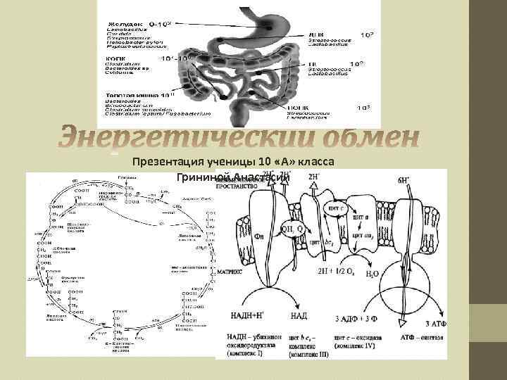Презентация ученицы 10 «А» класса Грининой Анастасии 