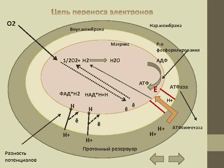 О 2 Нар. мембрана Внут. мембрана Матрикс Н 2 О 1/2 О 2+ Н