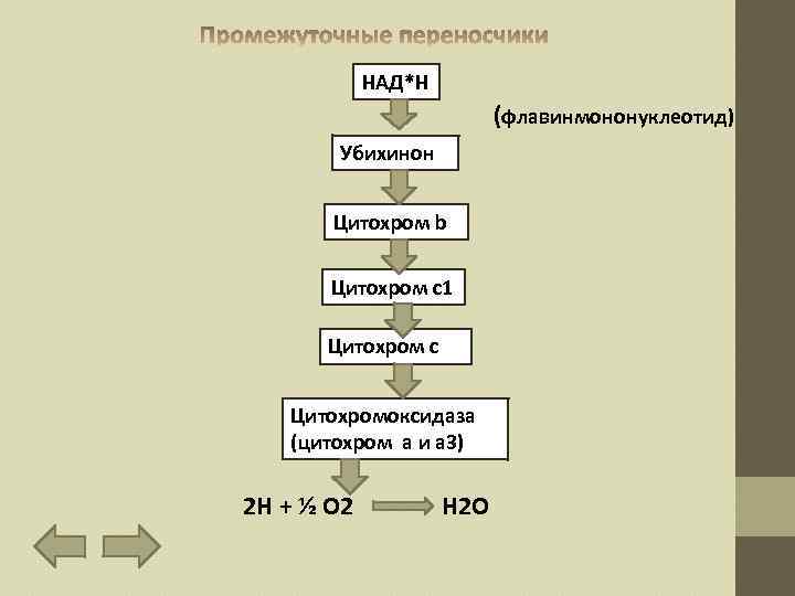 НАД*Н (флавинмононуклеотид) Убихинон Цитохром b Цитохром с1 Цитохром с Цитохромоксидаза (цитохром а и а