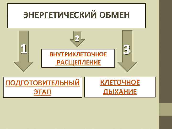 ЭНЕРГЕТИЧЕСКИЙ ОБМЕН 1 2 ВНУТРИКЛЕТОЧНОЕ РАСЩЕПЛЕНИЕ ПОДГОТОВИТЕЛЬНЫЙ ЭТАП 3 КЛЕТОЧНОЕ ДЫХАНИЕ 