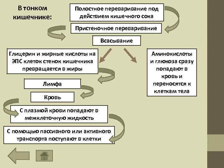 В тонком кишечнике: Полостное переваривание под действием кишечного сока Пристеночное переваривание Всасывание Глицерин и