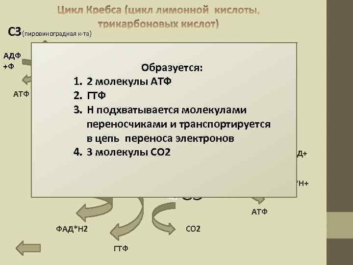 С 3(пировиноградная к-та) АДФ +Ф АТФ СО 2 Образуется: 1. 2 молекулы Р-я АТФ