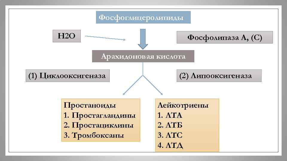 Фосфоглицеролипиды H 2 O Фосфолипаза А, (С) Арахидоновая кислота (1) Циклооксигеназа Простаноиды 1. Простагландины